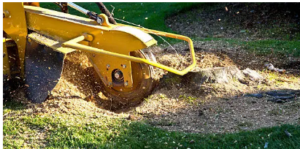 stump removal experts
