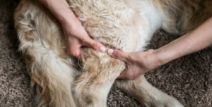 CaninePTandMe dog physical therapist