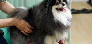where to find therapy for dogs with hip dysplasia