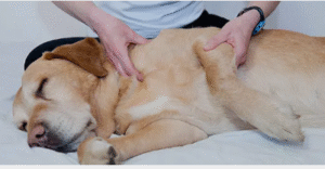 therapy for dogs with hip dysplasia recovery time